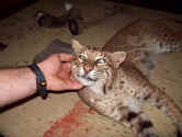 bobcat3resize.jpg (41831 bytes)